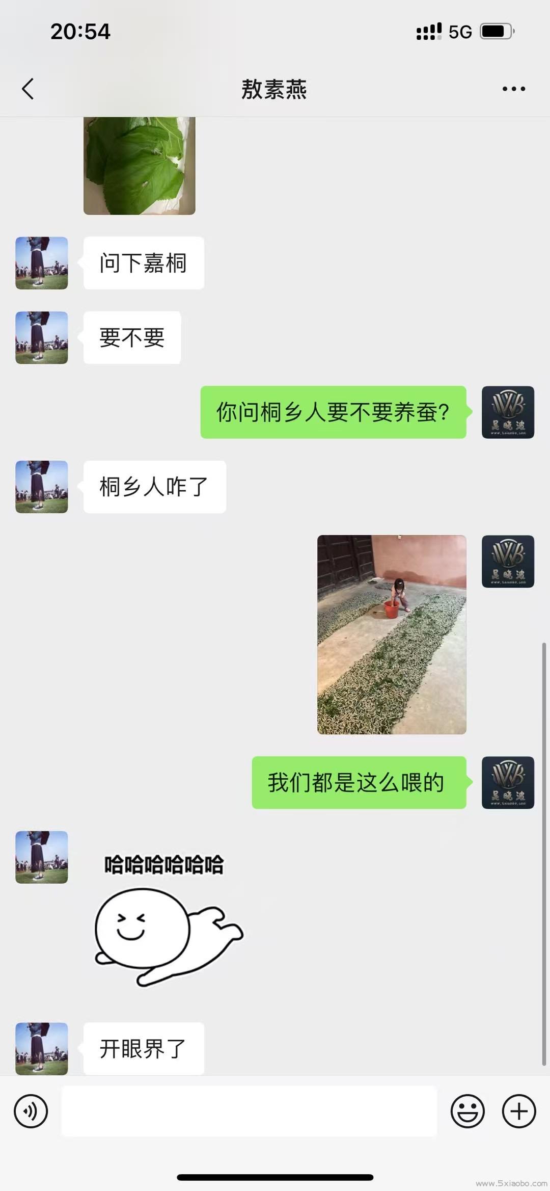 问桐乡人要不要养蚕  第1张